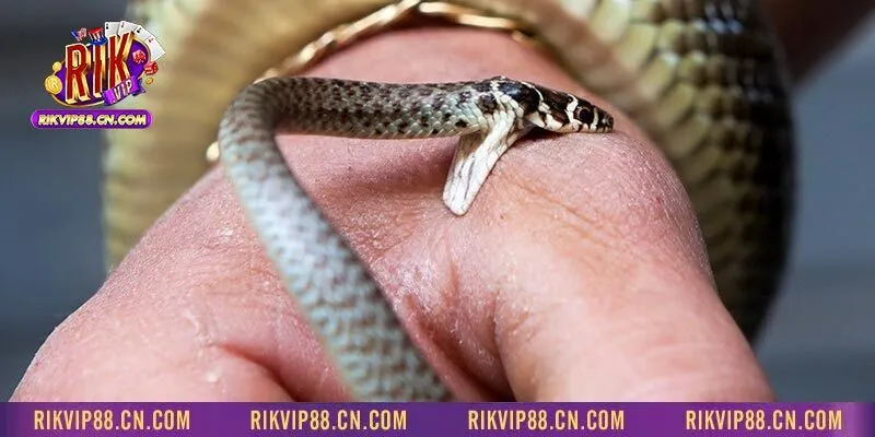 Nằm mơ thấy rắn cắn mình là dấu hiệu tích cực trong tương lai